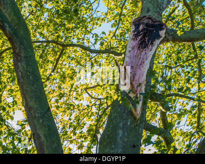 Nightingale Lane, Clapham, London, Regno Unito . 28 ott 2013. Una parte di un albero cade su una Jaguar berlina come risultato della tempesta. L'interno della vettura non appare danneggiato in modo che si presume che gli occupanti abbandonato le loro auto in quanto non è in uno spazio di parcheggio ma al centro della corsia. Un'altra auto in uno spazio per il parcheggio sulla strada è anche danneggiato. I pendolari e i bambini delle scuole sul loro modo a un ritardo nella linea del Nord a Clapham South, smettere di guardare e scattare foto.La tempesta, denominato St Jude, ha portato la windiest meteo a colpire il Regno Unito dal 1987. Credito: Guy Bell/Alamy Live News Foto Stock