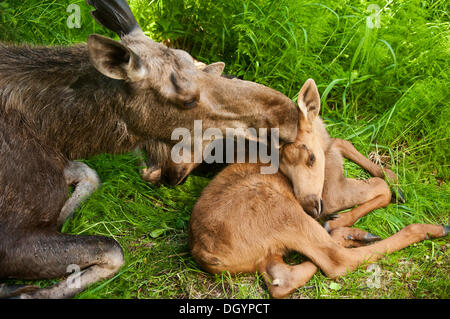 Una madre alci (Alces alces) e il suo vitello, Alaska Foto Stock