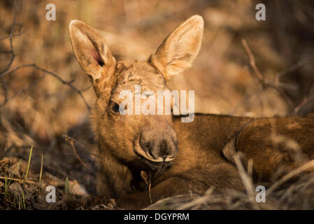 Un neonato alci polpaccio (Alces americanus), Anchorage in Alaska,, Stati Uniti Foto Stock