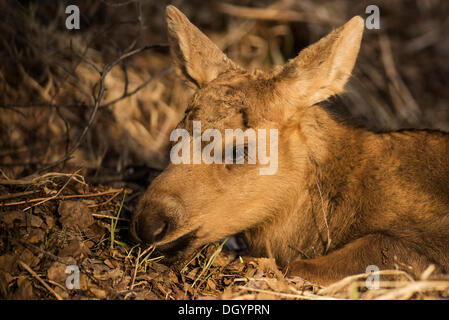 Un neonato alci polpaccio (Alces americanus), Anchorage in Alaska,, Stati Uniti Foto Stock