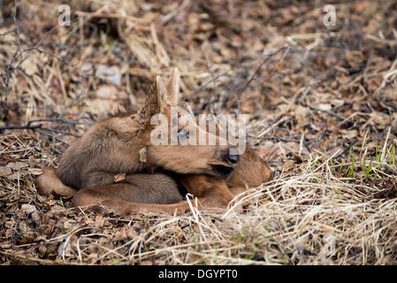 Un neonato alci polpaccio (Alces americanus), Anchorage in Alaska,, Stati Uniti Foto Stock