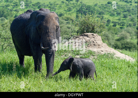 Femmina di elefante africano (Loxodonta africana) con il bambino nel Parco Nazionale di Tarangire e, Tanzania Foto Stock
