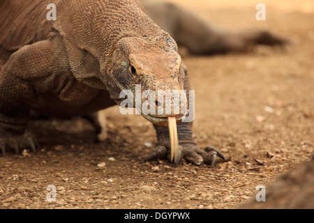 Primo piano della testa, viso, split tongue artigli di carica drago di Komodo Varanus komodoensis sull isola di Rinca national park in Indonesia Foto Stock