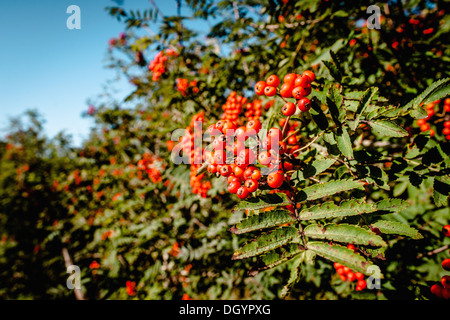 Pyracantha coccinea bacche appeso su un ramo in un ambiente naturale Foto Stock