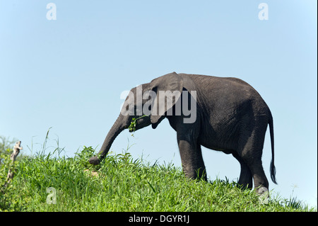 I giovani dell' elefante africano (Loxodonta africana) alimentazione nel Parco Nazionale di Tarangire e, Tanzania Foto Stock