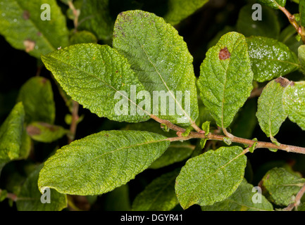 Eared Willow, Salix aurita mostra stropicciata foglie e persistente stipules. Devon Foto Stock