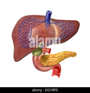 Fegato umano in sezione del sistema con il pancreas, duodeno, cistifellea, nelle vene e nelle arterie. Immagine di anatomia. Foto Stock