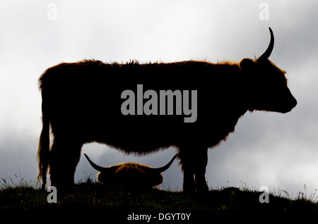 Highland vacche silhouette sull'Isle of Mull, Scozia. Foto Stock