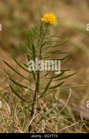 La storia di Riccioli d'oro Aster, Aster linosyris, rare STABILIMENTO NEL REGNO UNITO cresce sul calcare, Berry Head, Devon. Foto Stock