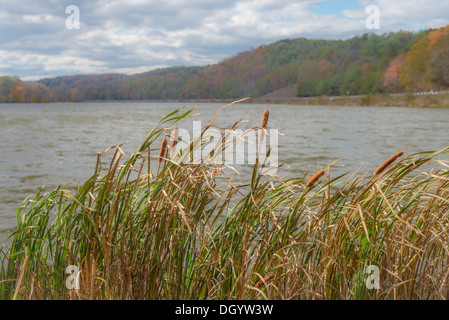 Gatto a nove code presso il lago in autunno Foto Stock