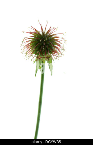 Legno, Avens Geum urbanum, seme head Foto Stock