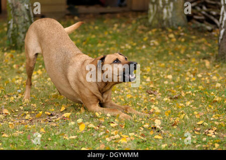 Mixed-breed Ridgeback rhodesiano barking è incoraggiante notare che Foto Stock