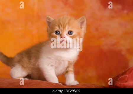British Shorthair cat, gattino Foto Stock