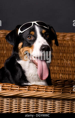 La Appenzeller Mountain cane con occhiali da sole, seduti in un cestello Foto Stock
