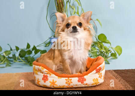 Chihuahua in basket Foto Stock