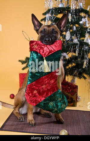 Malinois, cane pastore, seduti, recupero di Santa boot Foto Stock