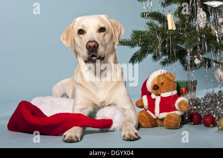 Il Labrador che giace accanto a un orsacchiotto di peluche e un albero di Natale Foto Stock