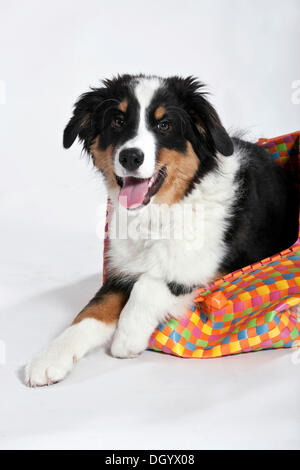 Pastore australiano cucciolo Foto Stock