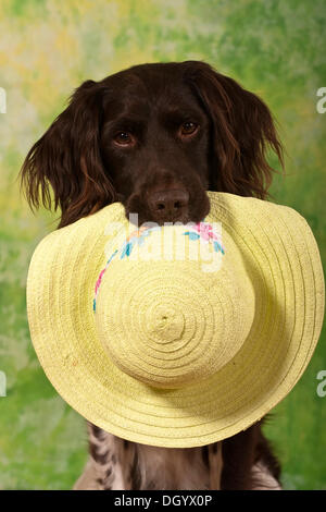 Piccolo Muensterlaender, cane da caccia tenendo un estate hat nella sua bocca, ritratto in studio Foto Stock