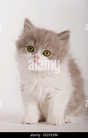 British longhair gattino, Highlander, in un studio Foto Stock