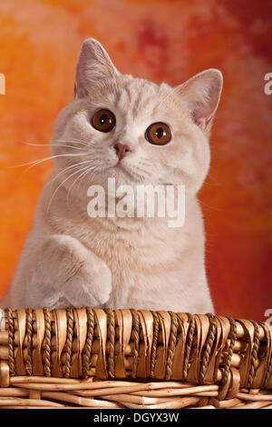 British Shorthair cat, ritratto Foto Stock