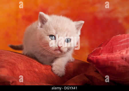 Piccolo British Shorthair kitten, 2 settimane Foto Stock