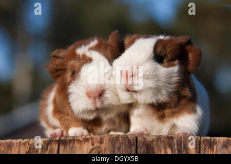 Due giovani cavie (cavia porcellus) Foto Stock