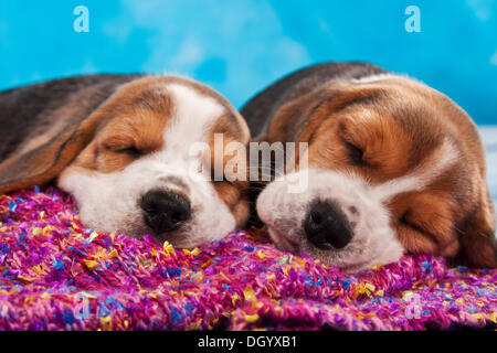 Due posti letto Beagle cuccioli Foto Stock