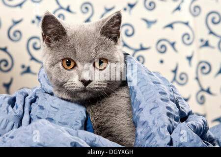 Chartreux - British Shorthair cat, colore blu, con una coperta Foto Stock