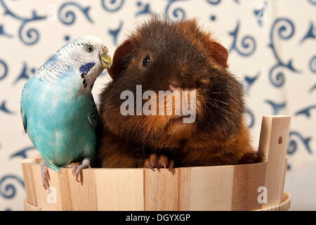 Budgerigar blu, budgie, e US teddy cavia in una piccola vasca Foto Stock