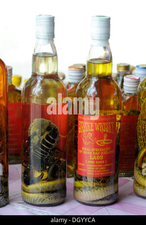 Whiskey bottiglia con decapati serpenti, Don Sao, Laos, Asia sud-orientale, Asia Foto Stock