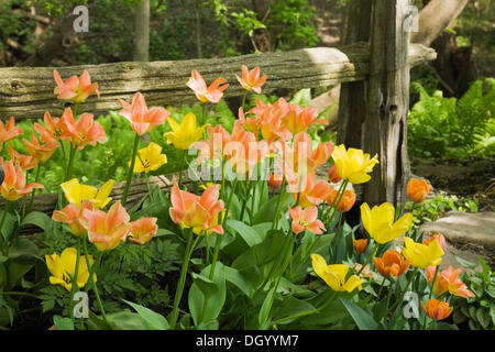 Un cluster di Orange e tulipani gialli nella parte anteriore di un rustico di recinzione in legno in un cortile paesaggistico giardino in primavera, Quebec, Foto Stock