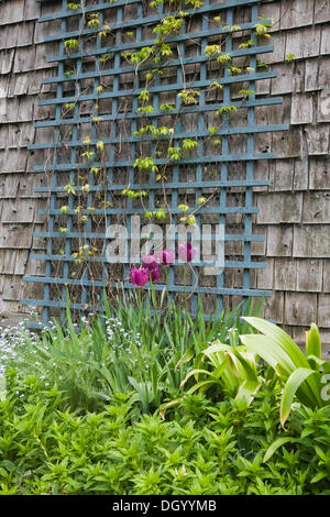 Tulipani viola crescere in un letto di fiori accanto al traliccio blu sul lato del capannone per il rimessaggio in un paesaggistico cortile residenziale Foto Stock