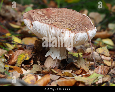I funghi sono un gruppo diversificato di funghi, con varie specie presenti in foreste, campi e giardini. Svolgono un ruolo essenziale negli ecosistemi come decompositori e formano relazioni simbiotiche con le piante. Alcune specie sono commestibili, mentre altre sono velenose. Foto Stock