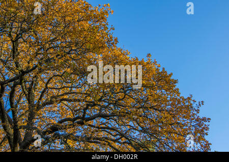 Rovere (Quercus sp.) In autunno Foto Stock