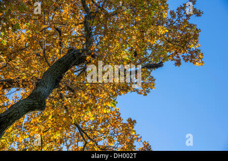 Rovere (Quercus sp.) in autunno Foto Stock