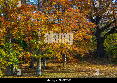 Rovere (Quercus sp.) e di betulla (Betula sp.) alberi in autunno, Djurgaden, Stoccolma, Svezia, Europa Foto Stock