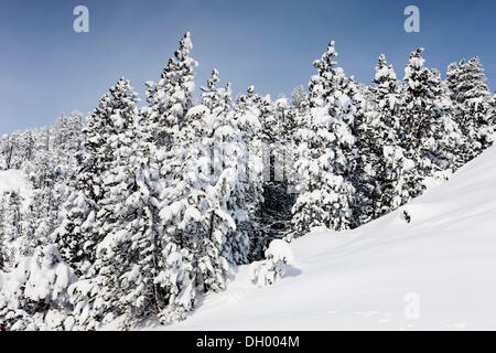 Paesaggio invernale, Ofen Pass, Swiss National Park, Grigioni, Svizzera, Europa Foto Stock