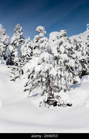 Paesaggio invernale, Ofen Pass, Swiss National Park, Grigioni, Svizzera, Europa Foto Stock