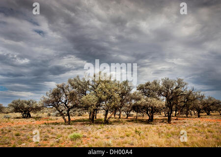 Outback, Territorio del Nord, l'Australia Foto Stock