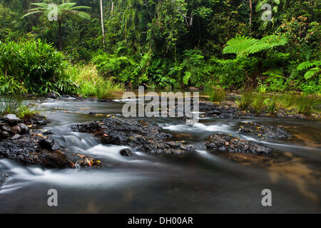 Flusso in una foresta pluviale nell'altopiano di Atherton, Queensland, Australia Foto Stock