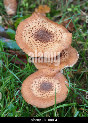 I funghi sono un tipo di funghi comunemente presenti nelle foreste, nei campi e in altri ambienti. Svolgono un ruolo importante negli ecosistemi, scomponendo la materia organica e riciclando i nutrienti. Foto Stock