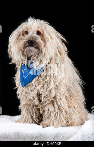 Puli cane che indossa una sciarpa blu Foto Stock