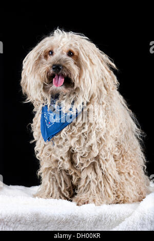 Puli cane che indossa una sciarpa blu Foto Stock