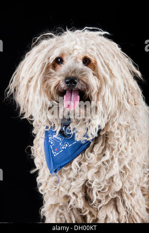 Puli cane che indossa una sciarpa blu Foto Stock