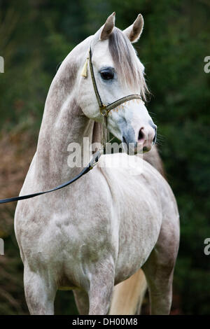 Stallone chiacchiere, stallone arabo, grigio, ritratto, indossando uno spettacolo halter, Tirolo del nord, Austria, Europa Foto Stock
