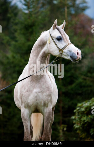 Stallone chiacchiere, stallone arabo, grigio, ritratto, indossando uno spettacolo halter, Tirolo del nord, Austria, Europa Foto Stock