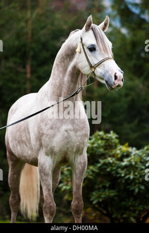 Stallone chiacchiere, stallone arabo, grigio, ritratto, indossando uno spettacolo halter, Tirolo del nord, Austria, Europa Foto Stock