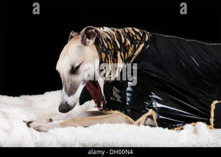 Il whippet indossando un rivestimento in vinile con una tigre-modello di pelle Foto Stock