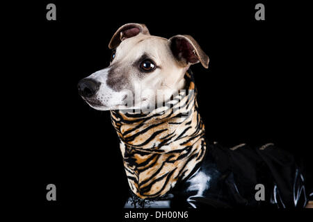 Il whippet indossando un rivestimento in vinile con una tigre-modello di pelle Foto Stock